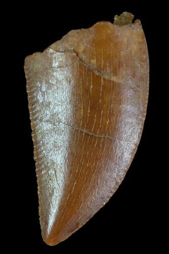 Serrated, Raptor Tooth - Morocco #72626